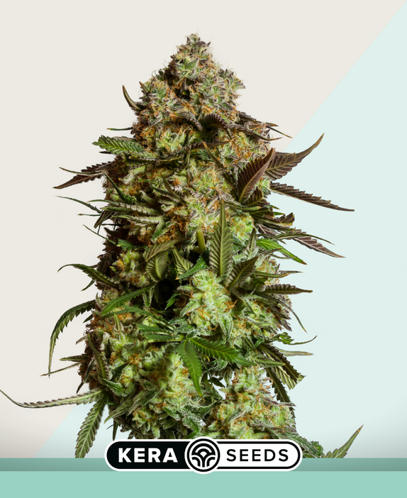 Medical AMG Haze Cannabis Seeds