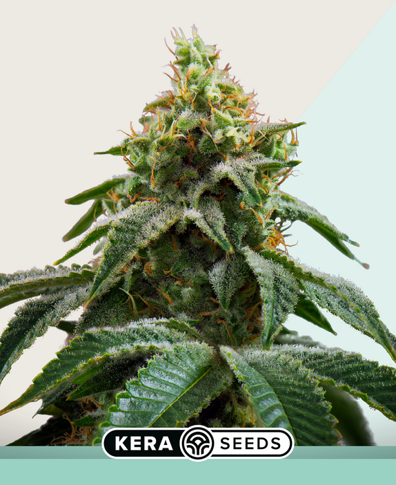 Medical Cheese Cannabis Seeds