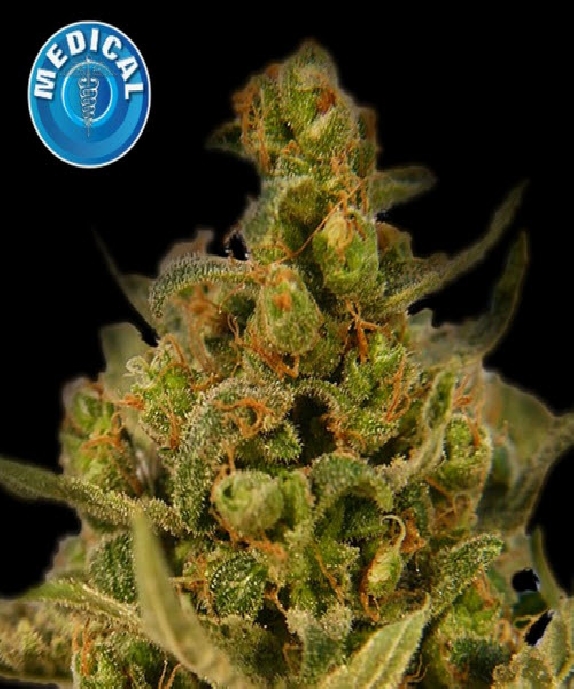 Medical Skunk Cannabis Seeds