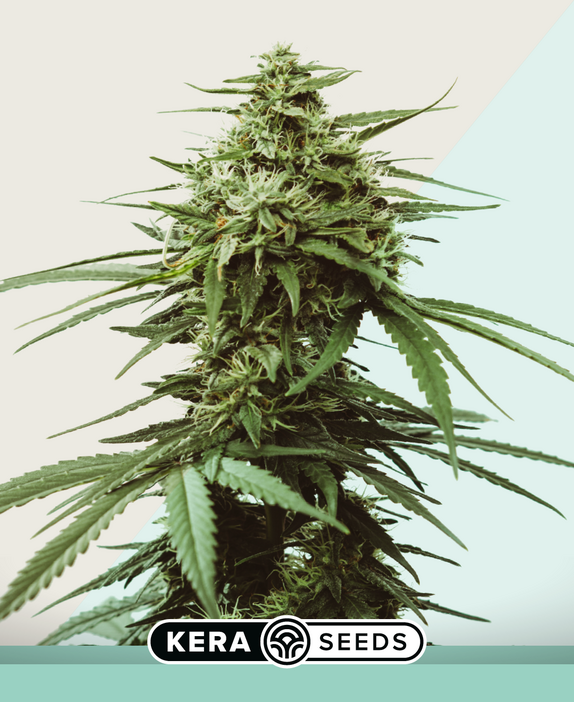 Medical Skunk Cannabis Seeds