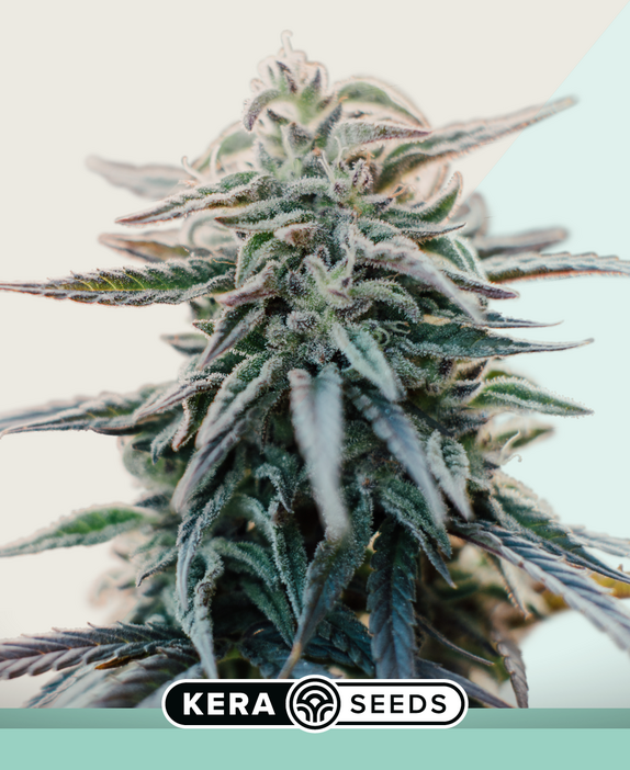 Medical White Widow Cannabis Seeds