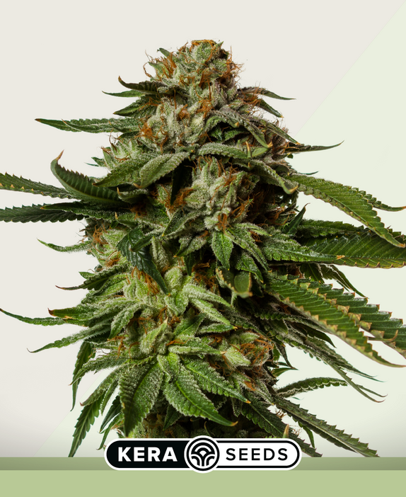 NLX Diamond Auto Cannabis Seeds