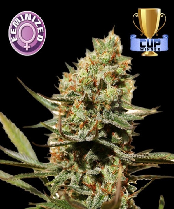 NLX Special Cannabis Seeds