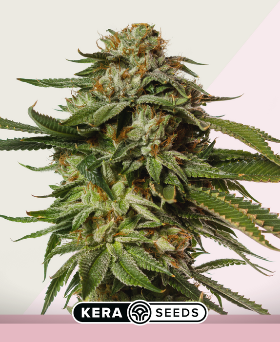 NLX Special Cannabis Seeds