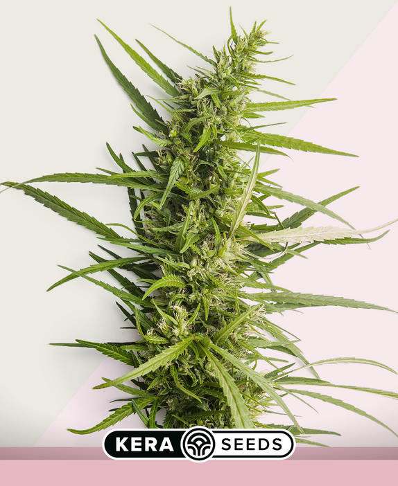 Northern Light Cannabis Seeds