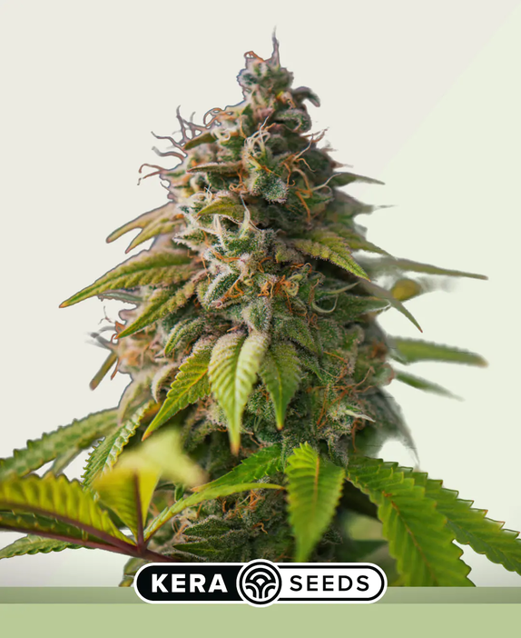 OG Kush Auto Cannabis Seeds