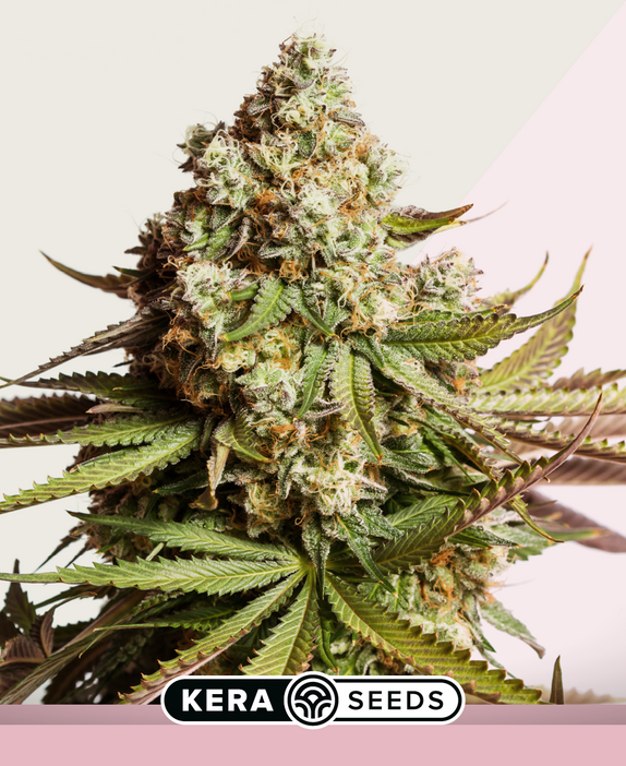 Premium Diesel Cannabis Seeds