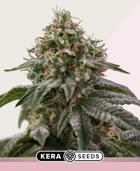 Royal Queen Diamond Auto Cannabis Seeds