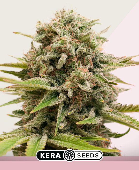 Top 44 Cannabis Seeds