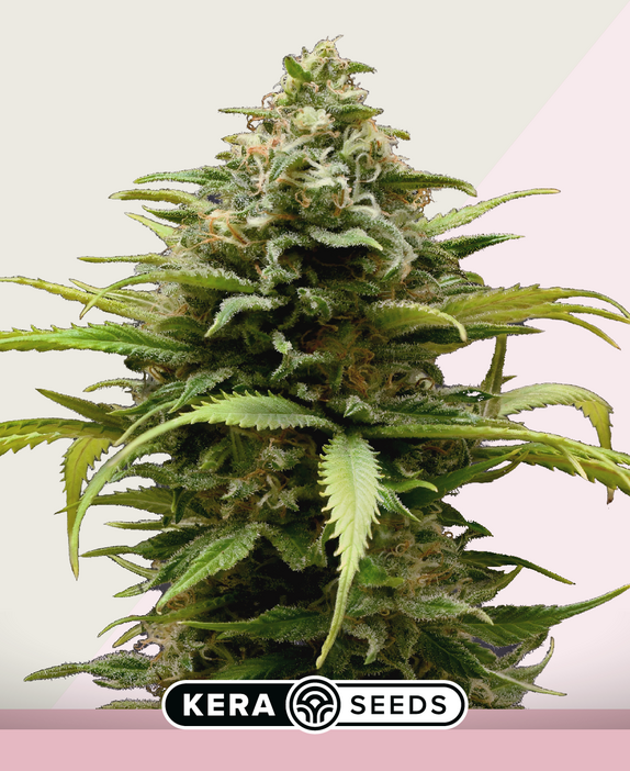 White Thunder Cannabis Seeds