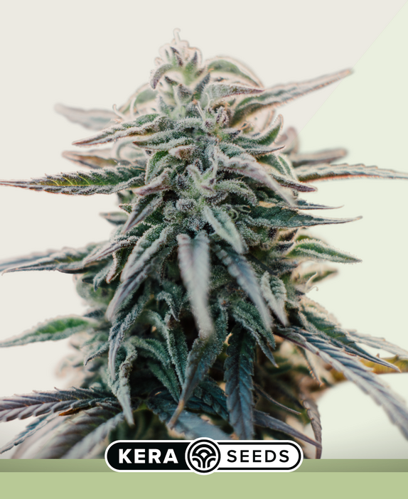 White Widow Auto Cannabis Seeds