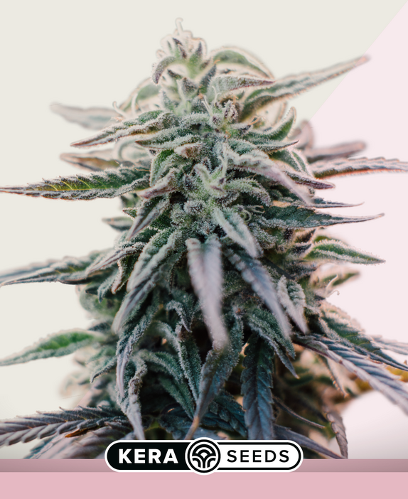 White Widow Cannabis Seeds