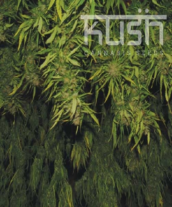 Afghani Kush Cannabis Seeds