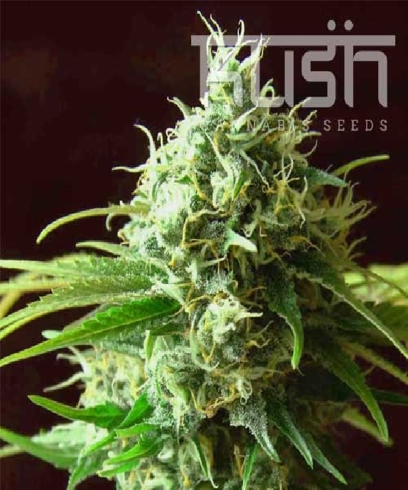 Cheese Kush Cannabis Seeds