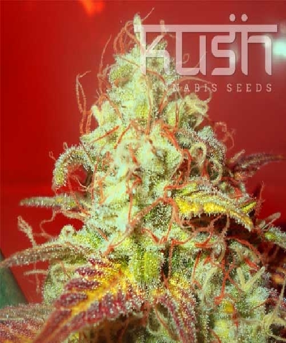 Critical Kush Cannabis Seeds