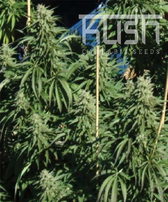Diesel Kush Cannabis Seeds