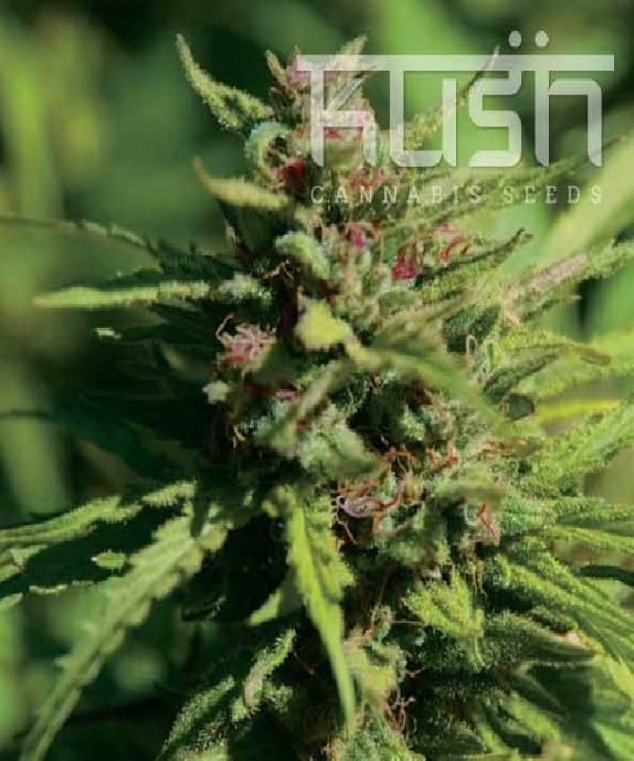 Fire Kush Cannabis Seeds