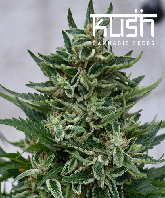 OG Kush CBD Cannabis Seeds