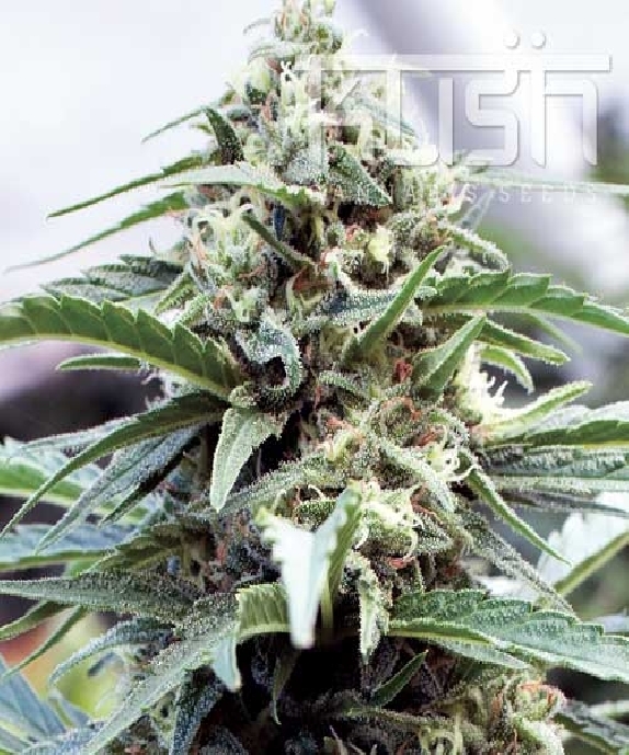 OG Kush Cannabis Seeds