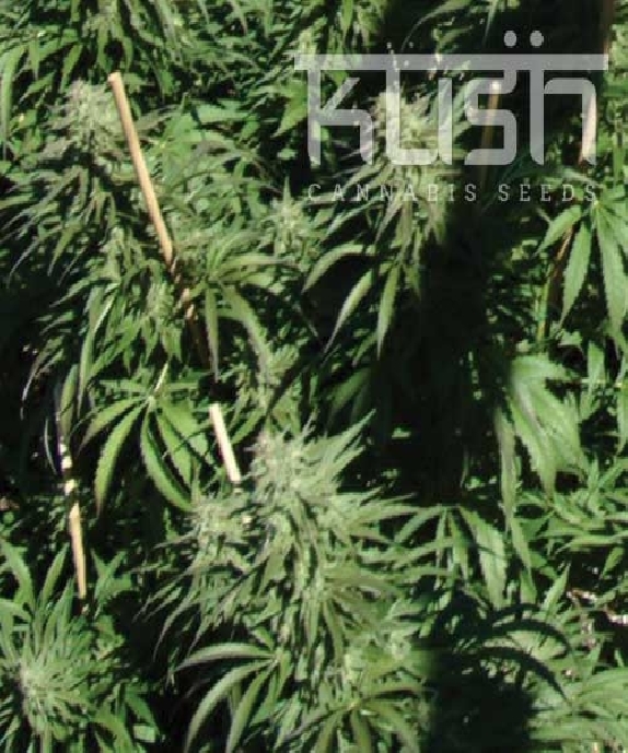 Sour Kush Cannabis Seeds