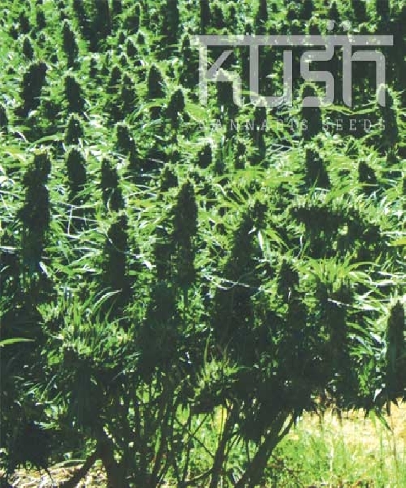 Sweet Kush Cannabis Seeds
