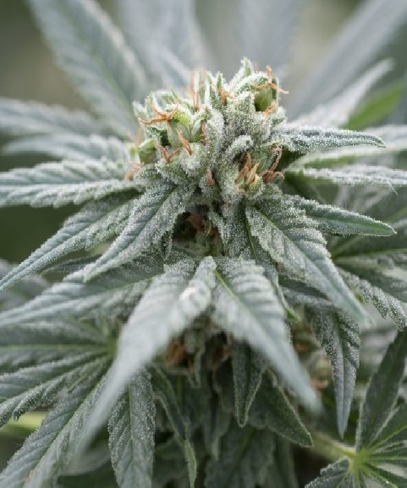 White Kush Cannabis Seeds