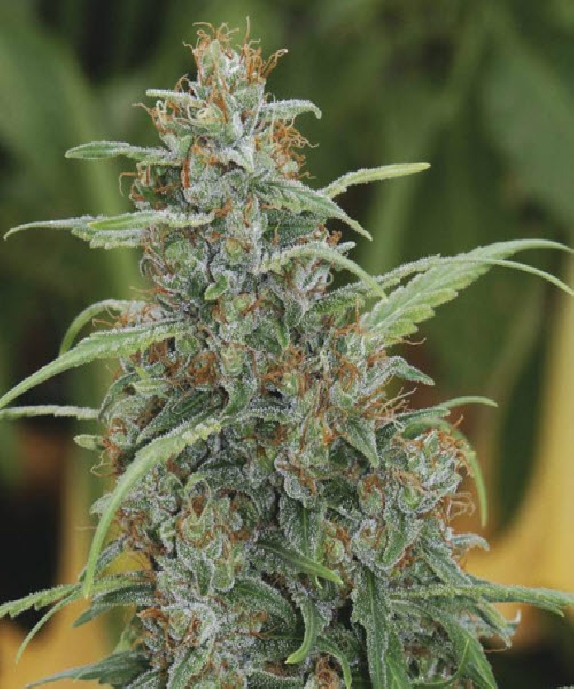 Mandala # 1 Cannabis Seeds