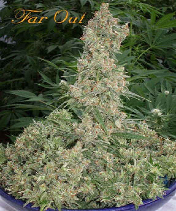 Far Out Cannabis Seeds