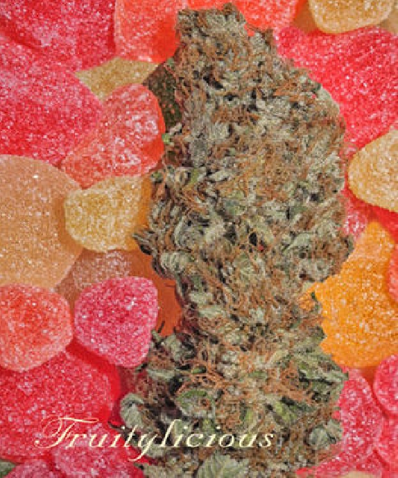Fruitylicious Cannabis Seeds