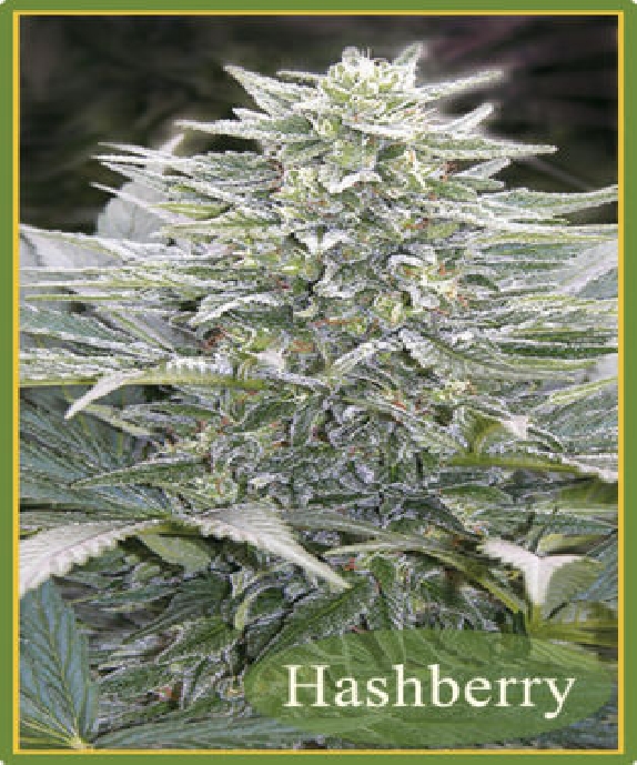 Hashberry Cannabis Seeds