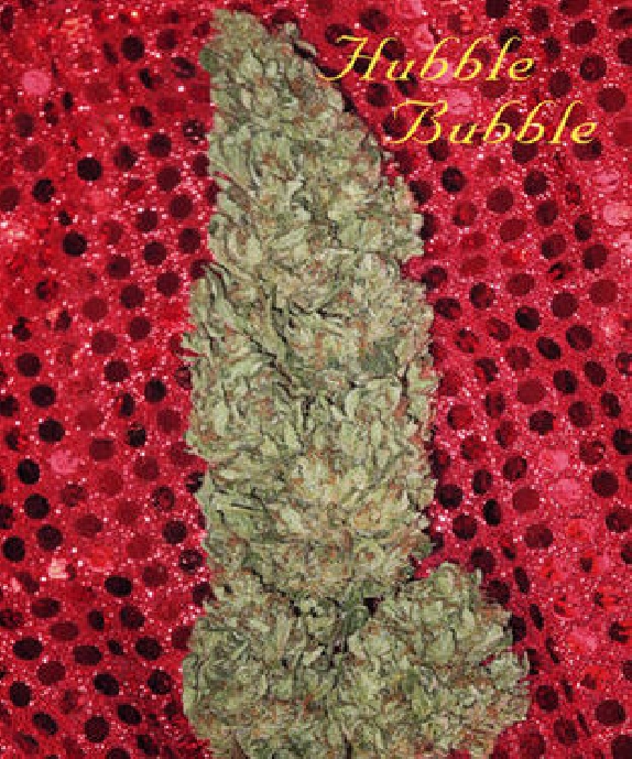Hubble Bubble Cannabis Seeds
