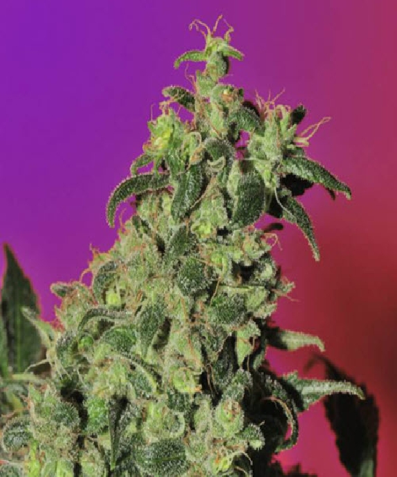 Point of No Return Cannabis Seeds