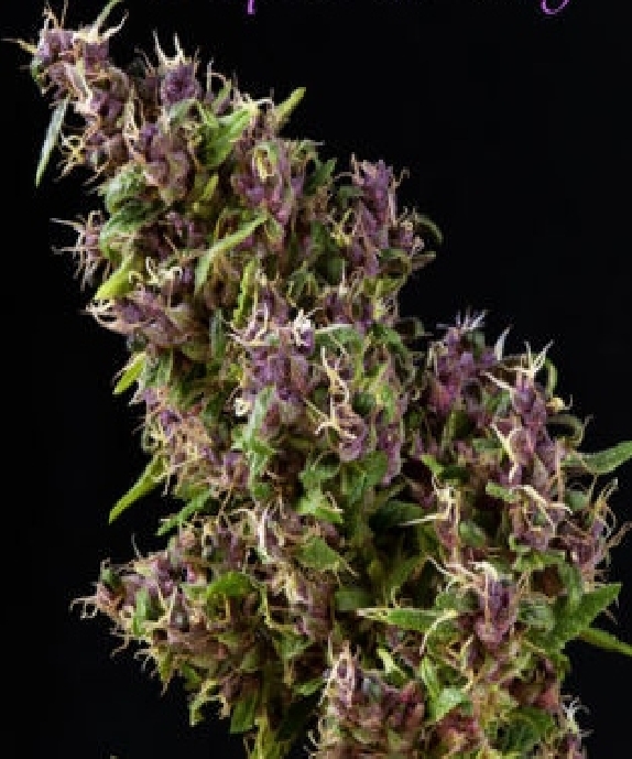 Purple Paro Valley Cannabis Seeds