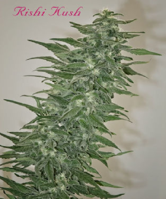 Rishi Kush Cannabis Seeds