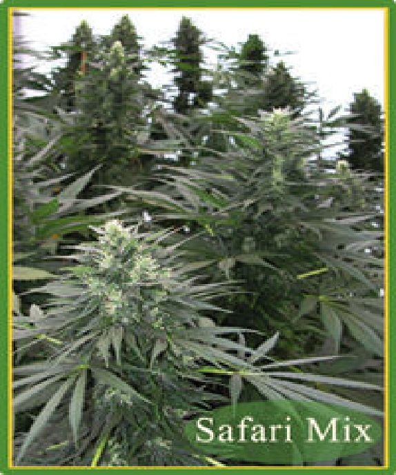 Safari Mix Cannabis Seeds