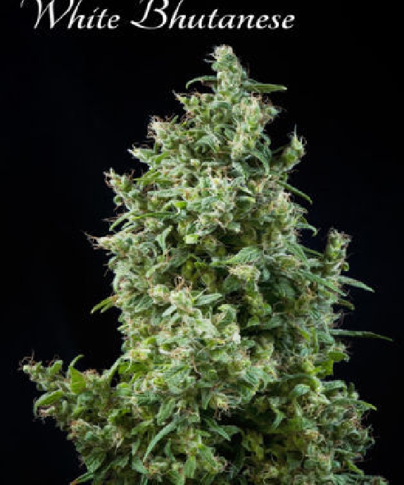 White Bhutanese Cannabis Seeds