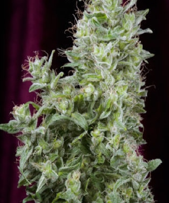 White Magic Cannabis Seeds
