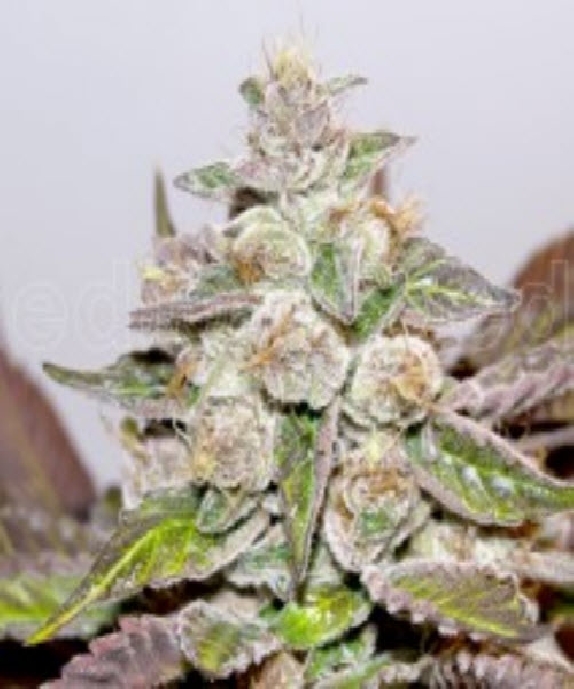 Mendocino Purple Kush Cannabis Seeds