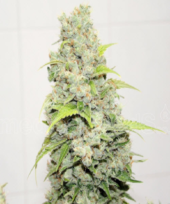 Sour Diesel Cannabis Seeds