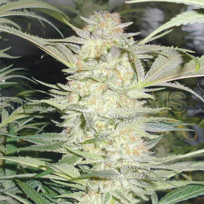 White Widow Cannabis Seeds