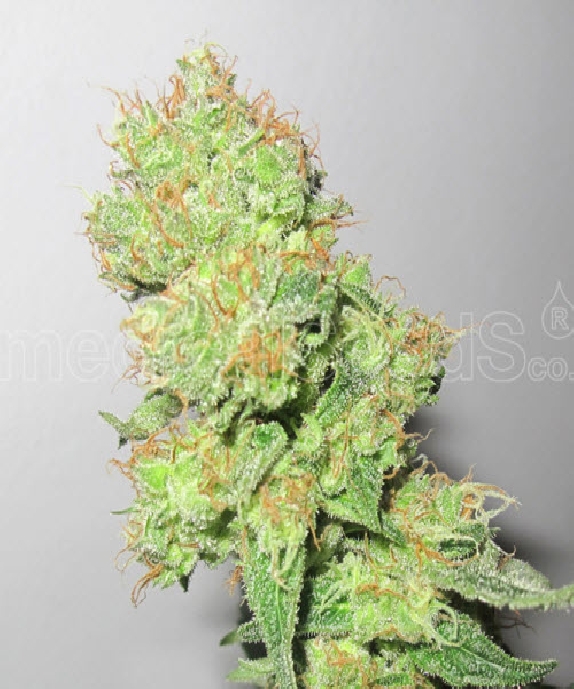 Y Griega CBD Cannabis Seeds