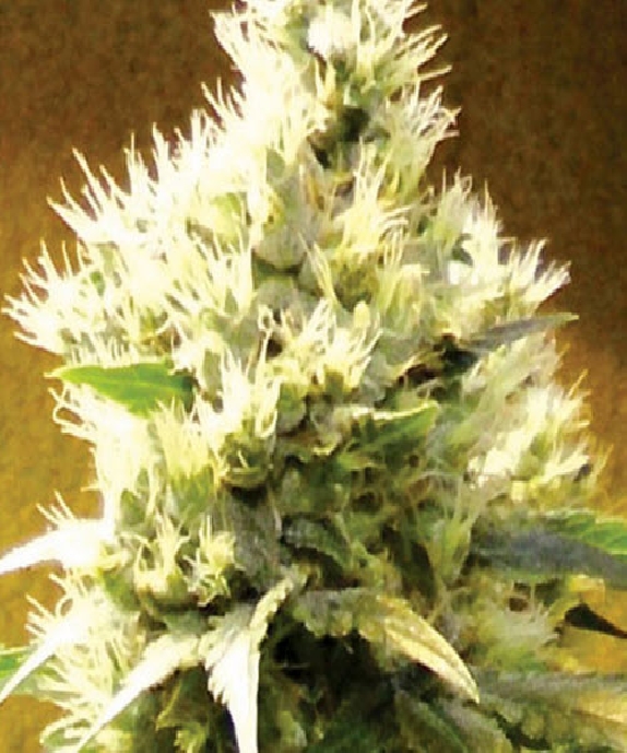 Afghani Cannabis Seeds