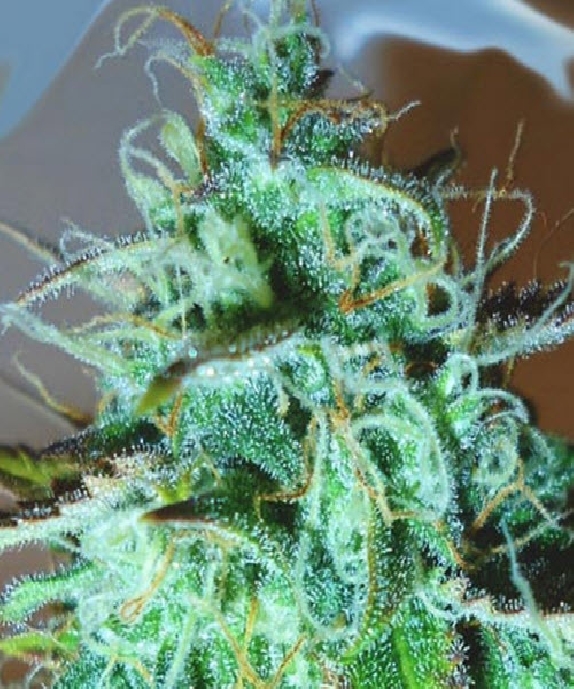 Black Afghani Kush Cannabis Seeds
