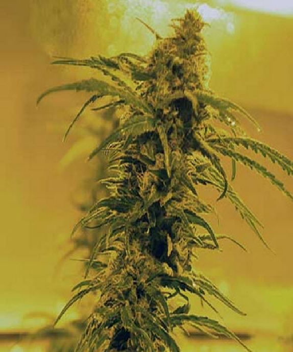 Black Blood Cannabis Seeds