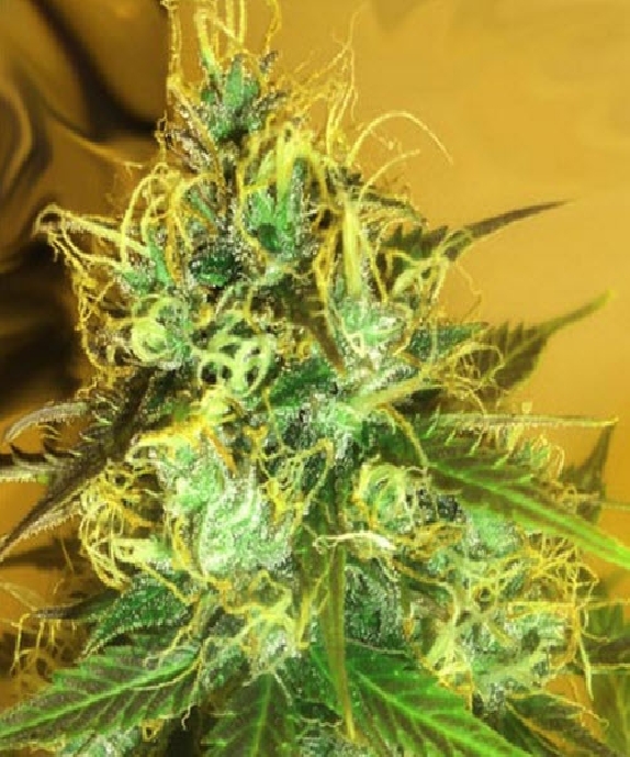 Blue Mountain Durban Cannabis Seeds