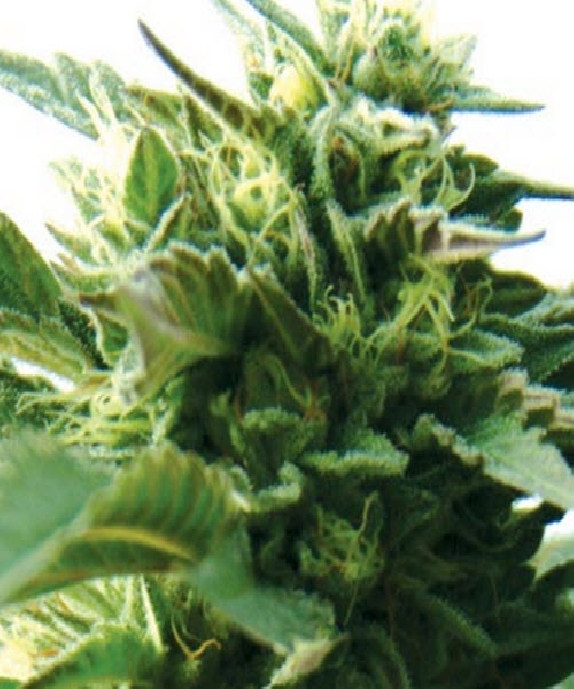 Bubba Kush Cannabis Seeds