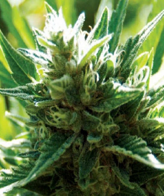 Cali Jack Cannabis Seeds