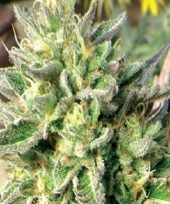 Chem Dawg Cannabis Seeds