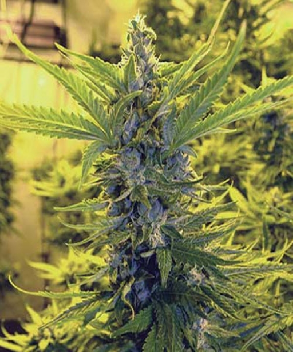 Critical Dawg Cannabis Seeds