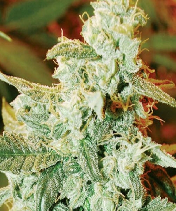 Kush Fromage Auto Cannabis Seeds